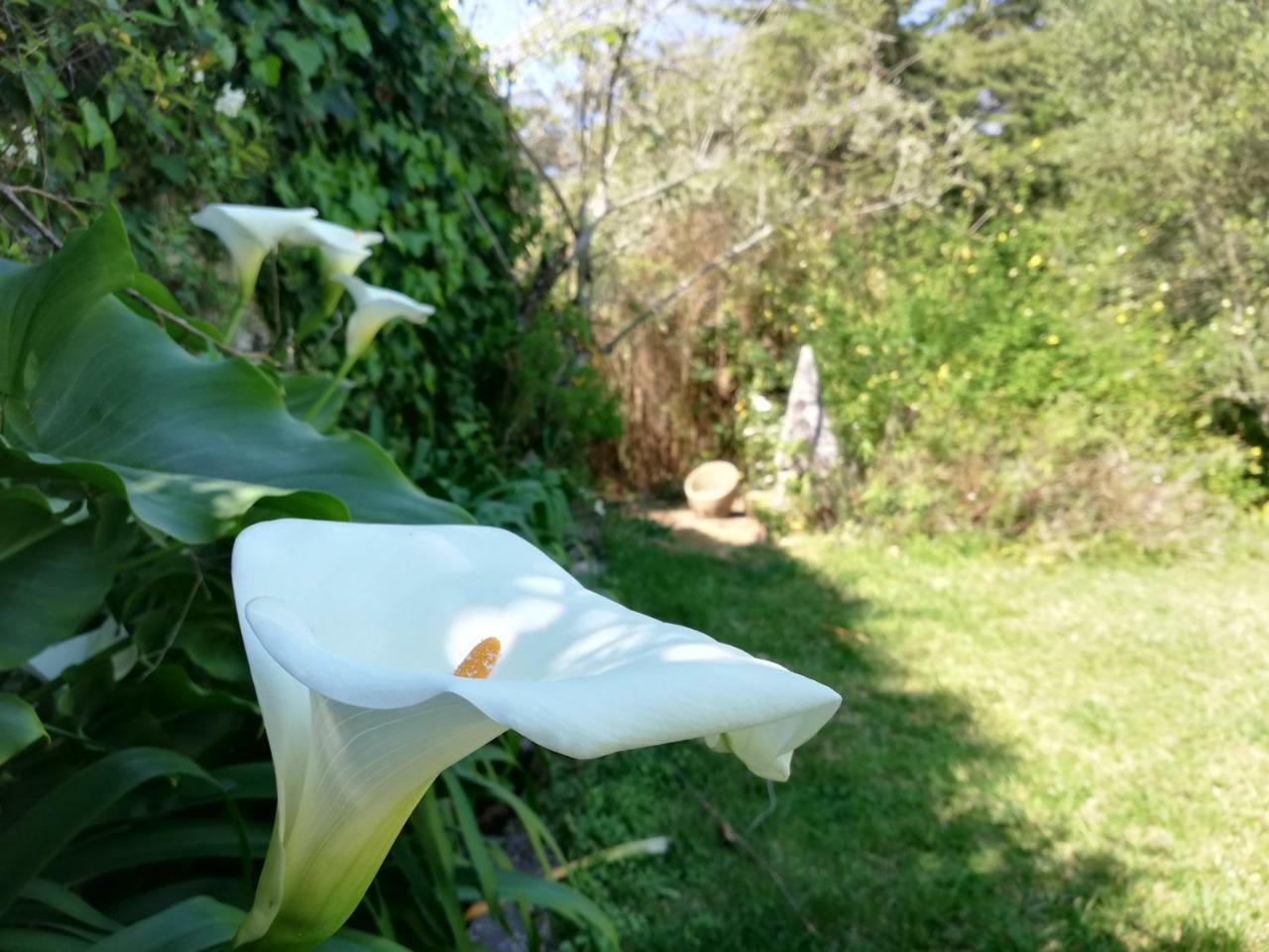 מלון Casa Holstein Quinta De Sao Sebastiao סינטרה מראה חיצוני תמונה